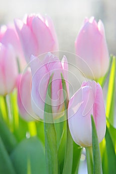 Bouquet of the fresh pink tulips in sunshine