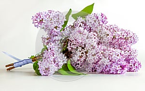 bouquet of fresh purple lilacs tied with a blue ribbon on a white background