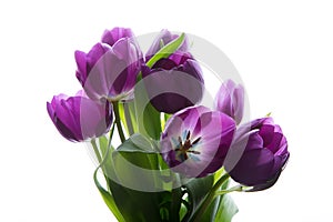 Bouquet of fresh purple tulips. Purple tulips on the white background