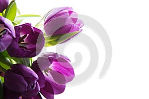 Bouquet of fresh purple tulips. Purple tulips on the white background