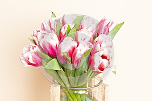 Bouquet of fresh red-white tulips on beige background. Gift for romantic date. Tender spring flowers. Bunch of tulips