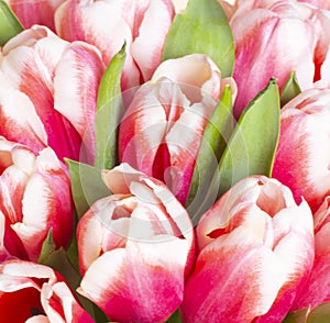 Bouquet of fresh red-white tulips . Gift for romantic date. Tender spring flowers. Bunch of tulips for Mother`s Day, March 8,