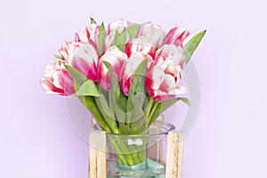 Bouquet of fresh red-white tulips on pink background. Gift for romantic date. Tender spring flowers. Bunch of tulips for Mother`s