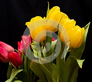 bouquet of fresh red and yellow tulips. black background