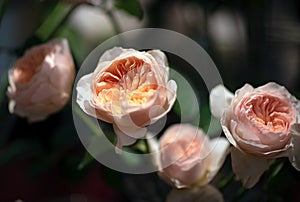 Bouquet of fresh roses, flower bright background