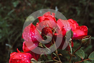 Bouquet of fresh roses, flower bright background. Rain drops