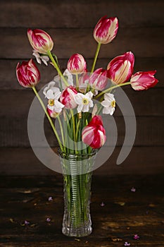 Bouquet of fresh spring bicolor purple tulips in glass vase