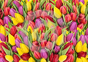 Bouquet fresh spring tulip flowers with water drops