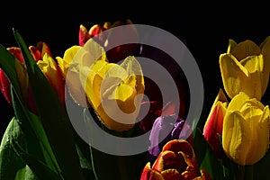 Bouquet of fresh tulip flowers of various colors, mostly yellow, on black background