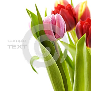 Bouquet of the fresh tulips