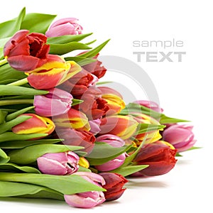 Bouquet of the fresh tulips
