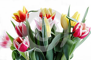 Bouquet of the fresh tulips