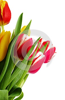 Bouquet of the fresh tulips