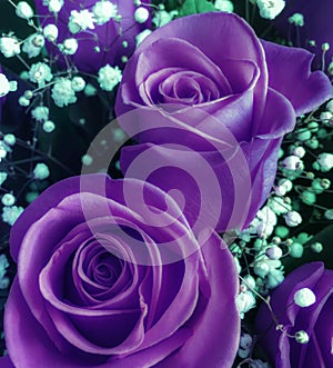 Bouquet of fresh ultra violet roses with small white flowers