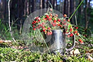 Bouquet of fresh wild strawberries on a background of green leaves and trees in the forest. Sweet and healthy red wild berry