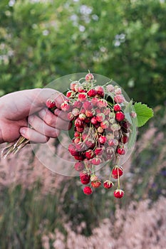 A bouquet of fresh wild strawberries in hand