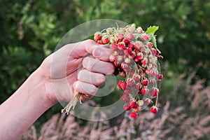 A bouquet of fresh wild strawberries in hand