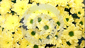 A  bouquet of fresh yellow chrysanthemums is rotated
