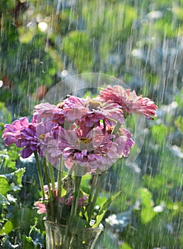 A bouquet of zinnias in the rain