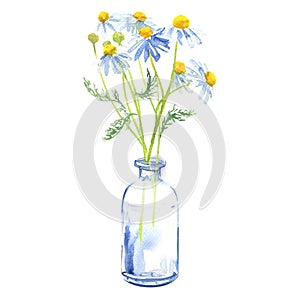 Bouquet of garden chamomile flowers in a glass vase or bottle, chamomile daisy, camomile plant, isolated, hand drawn