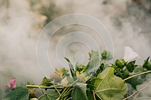 Bouquet of garden flowers in morning fog. Stems of green plants in smoke of campfire