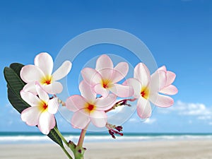 bouquet gentle pink frangipani plumeria flower or leelawadee with blurred sand beach and ocean horizon under clear sky