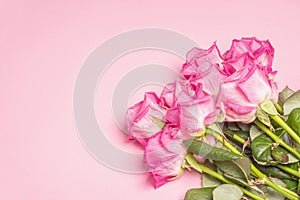 A bouquet of gentle pink roses isolated on rosy background