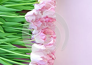 Bouquet of gentle pink tulips on pastel rosy color background.