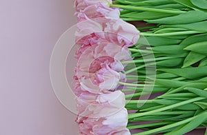 Bouquet of gentle pink tulips on pastel rosy color background.