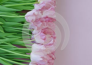 Bouquet of gentle pink tulips on pastel rosy color background.