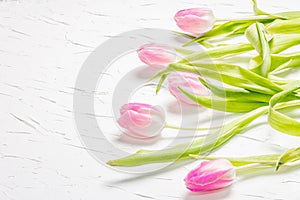 Bouquet of gentle pink tulips on white plaster background