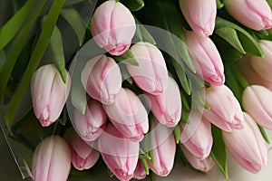 Bouquet of gently pink tulips on the window close-up.