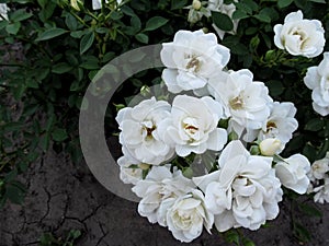 Bouquet of gently white elegant rose inflorescence `Guirlande d`Amour` variety