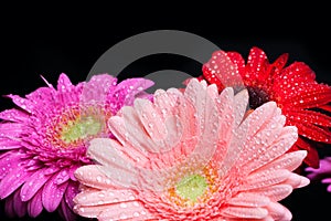 Bouquet gerbera