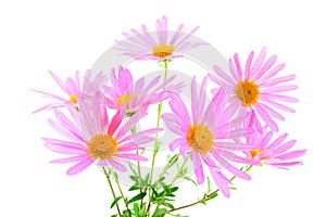 Bouquet of gerbera daisies