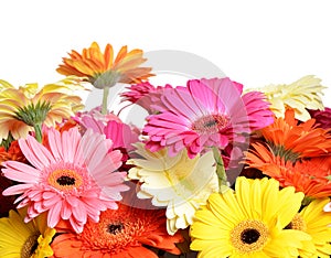 Bouquet gerbera flower