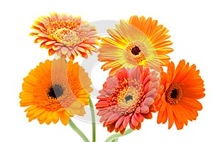 Bouquet of Gerbera flowers