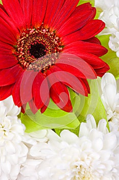 A bouquet of gerbera flowers and chrysanthemums
