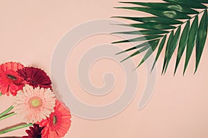 Bouquet of gerbera flowers with palm tree leaf on pastel background