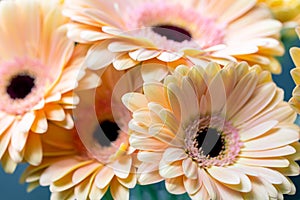 Bouquet gerbera flowers and space for your text. close up