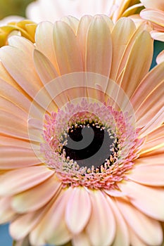 Bouquet gerbera flowers and space for your text. close up