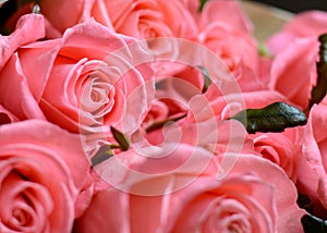 Bouquet of gift wrapped pink roses