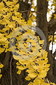 A Bouquet of ginkgo leaves on the tree during late autumn