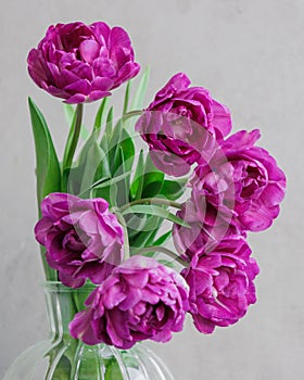 bouquet of gray red lilac tulips in glass vase on dark background. flower bouquet in vase on table