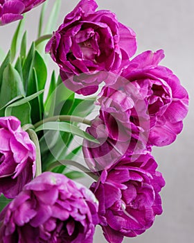 bouquet of gray red lilac tulips in glass vase on dark background. flower bouquet in vase on table