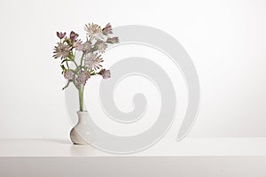 Bouquet of great masterwort flowers in a white vase in a white interior