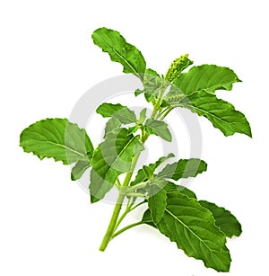 Bouquet green basil leaves and flower seed herbal cuisine isolated on white background. thailand herb ingredient spicy food and go