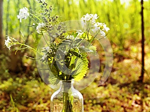 Bouquet of green herbs in a glass bottle on the background of the forest and nature photo