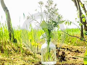 Bouquet of green herbs in a glass bottle on the background of the forest and nature photo