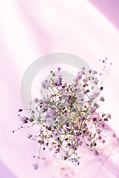 Bouquet of gypsophila in a bottle on a pink background